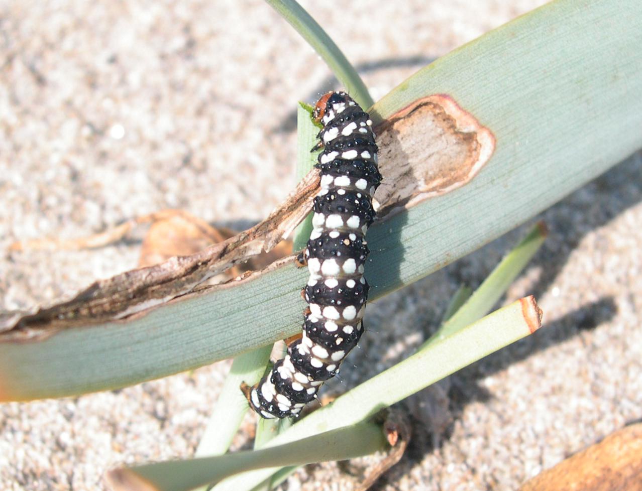 Brithys crini - Noctuidae